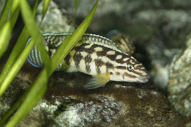 FH_CI_TA_015(Julidochromis regani).JPG